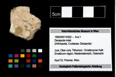 Foto (Objekt + Etikett) von Decapoda indet.  (NHMW-GEO-1990-0041-4392)